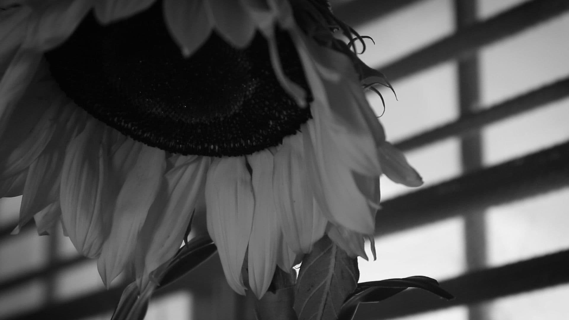 Cómo regar un girasol