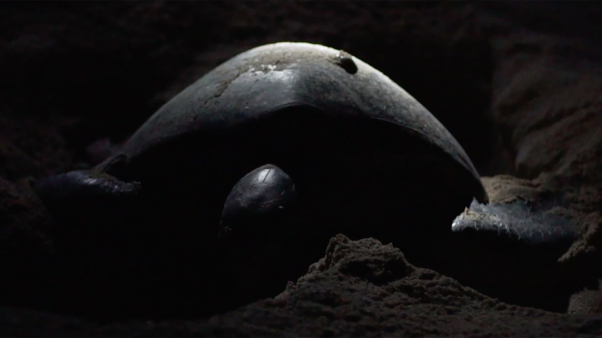 No Abandonan el Mar Nunca