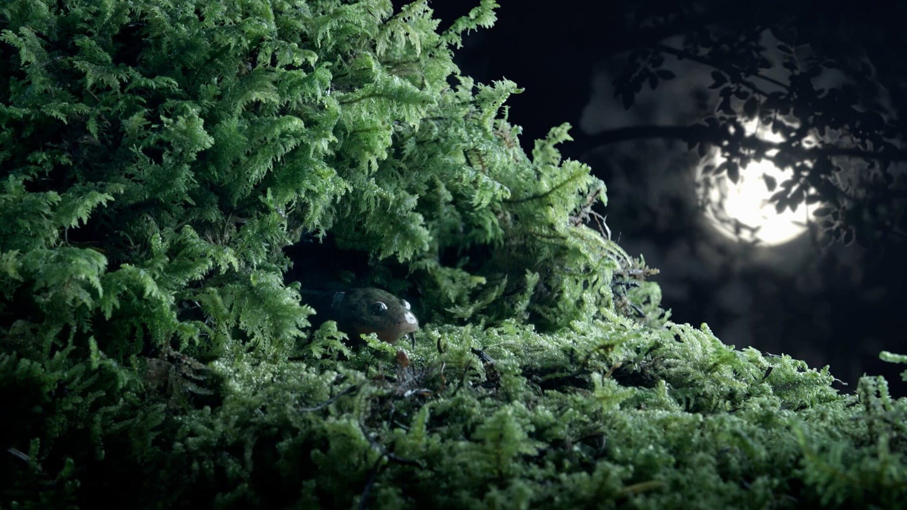 Bätsi. El ajolote y su reflejo