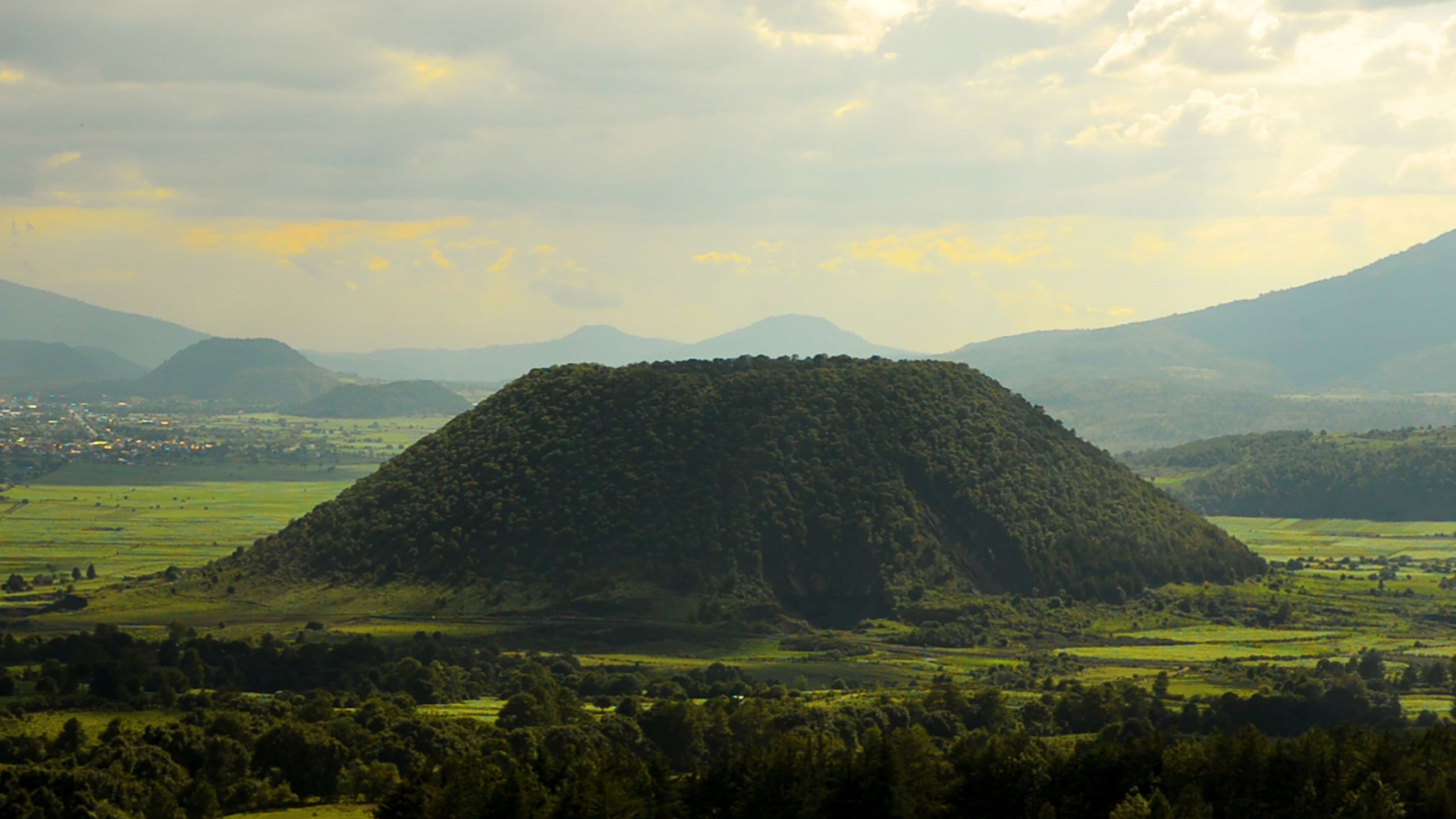 Los árboles mueren de pie