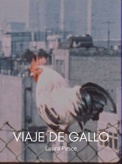 Viaje de gallo
