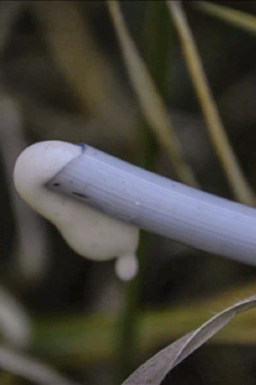 Correrse no es mearse