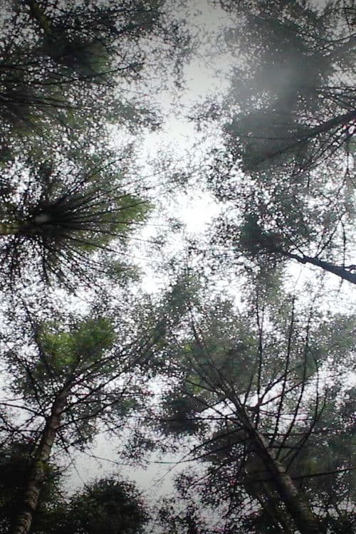 Micelios: Voces del Bosque de Agua